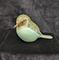 Baby Red Crested Robin