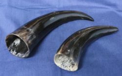 Viking Drinking Horn