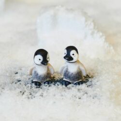 Pingo & Pjevs Klarborg Penguins